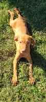 Male #1, a male Vizsla for sale in Roanoke, VA – Photo 3 of 8