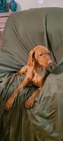 Male #1, a male Vizsla for sale in Roanoke, VA – Photo 6 of 8
