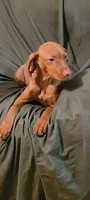 Male #1, a male Vizsla for sale in Roanoke, VA – Photo 8 of 8