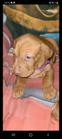 Female, a female Vizsla for sale in Roanoke, VA – Photo 2 of 2