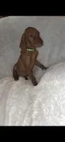 Male #1, a male Vizsla for sale in Roanoke, VA – 2 of 9