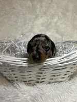 Pepper, a female Miniature Dachshund for sale in Roanoke, VA – Photo 2 of 6