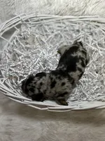 Pepper, a female Miniature Dachshund for sale in Roanoke, VA – Photo 6 of 6