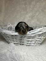 Pepper, a female Miniature Dachshund for sale in Roanoke, VA – Photo 3 of 6