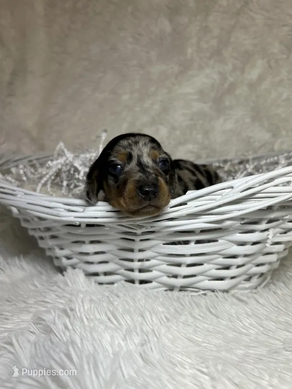 Pepper – Miniature Dachshund puppy for sale in Roanoke, VA