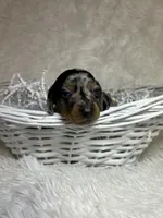 Pepper, a female Miniature Dachshund for sale in Roanoke, VA – Photo 4 of 6