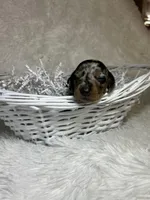 Pepper, a female Miniature Dachshund for sale in Roanoke, VA – Photo 5 of 6