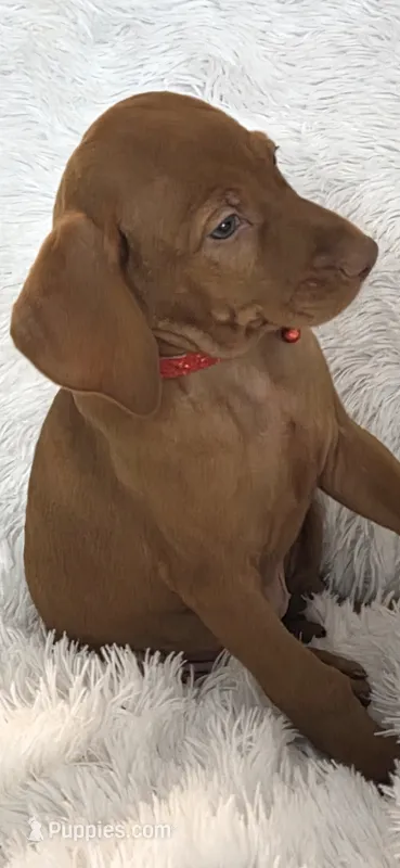 Female #1 – Vizsla puppy for sale in Roanoke, VA