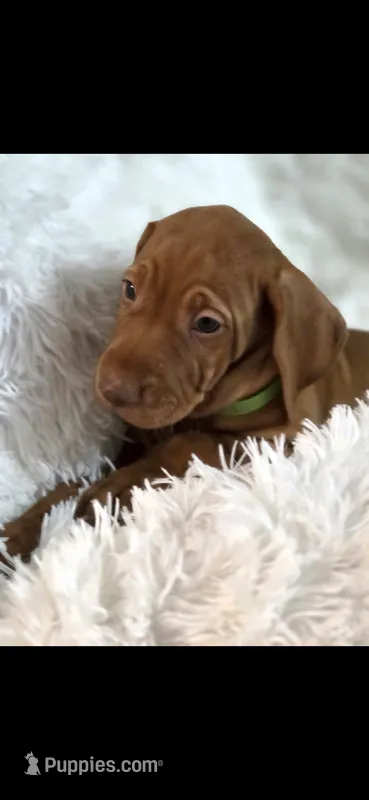 Male #1 – Vizsla puppy for sale in Roanoke, VA