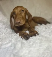 Little Ruby, a female Vizsla for sale in Roanoke, VA – 6 of 10
