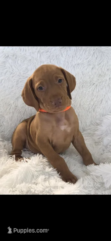 Male #2 – Vizsla puppy for sale in Roanoke, VA