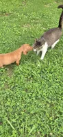Male , a male Vizsla for sale in Roanoke, VA – 8 of 8