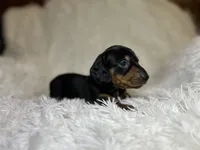 Little Bear, a male Miniature Dachshund for sale in Roanoke, VA – 5 of 9