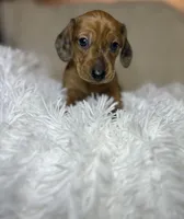 Rusty, a male Miniature Dachshund for sale in Roanoke, VA – 2 of 8