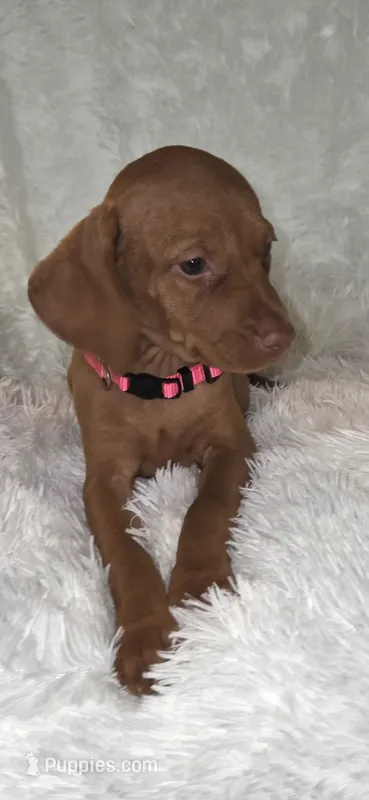 Sweet pea  – Vizsla puppy for sale in Roanoke, VA