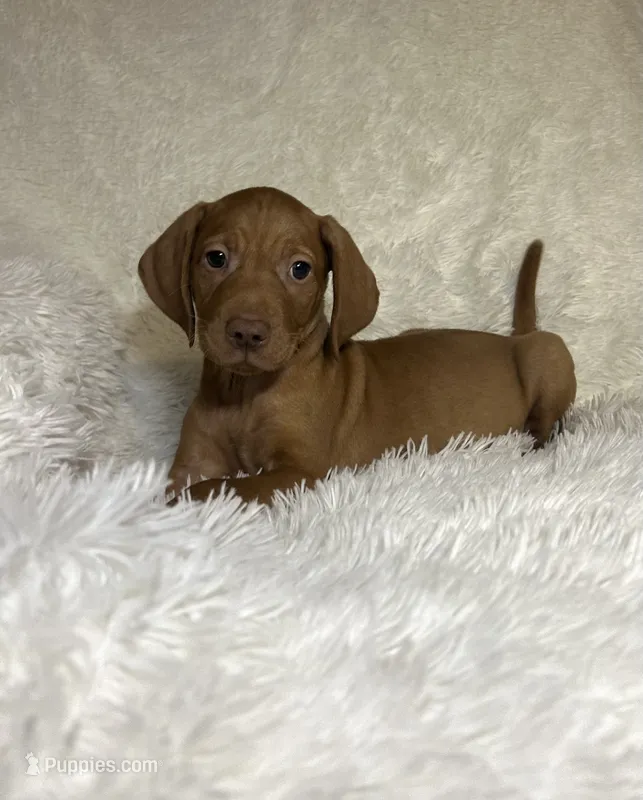 Max  – Vizsla puppy for sale in Roanoke, VA