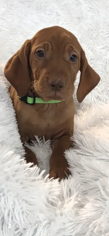 Male #1 – Vizsla puppy for sale in Roanoke, VA
