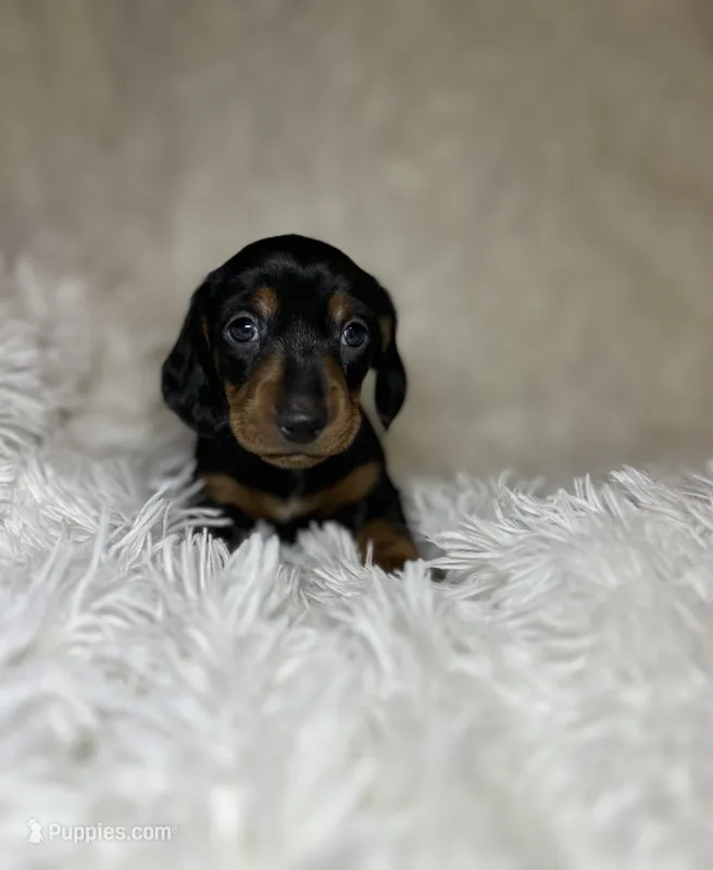 Little Bear – Miniature Dachshund puppy for sale in Roanoke, VA