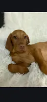 Male #1, a male Vizsla for sale in Roanoke, VA – Photo 2 of 6
