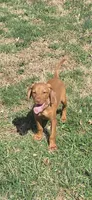 Male #1, a male Vizsla for sale in Roanoke, VA – Photo 4 of 6