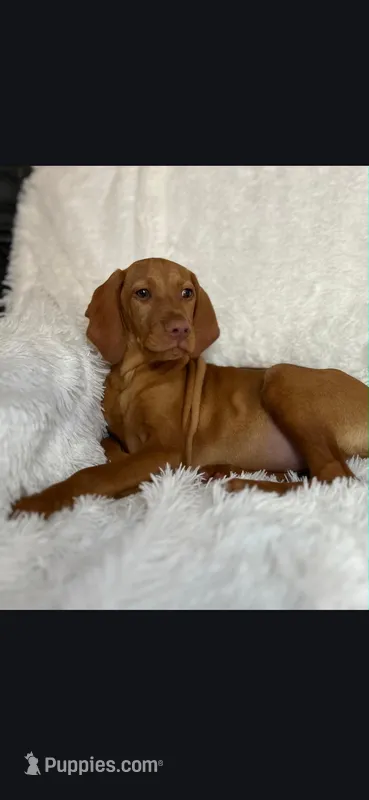 Male #1 – Vizsla puppy for sale in Roanoke, VA