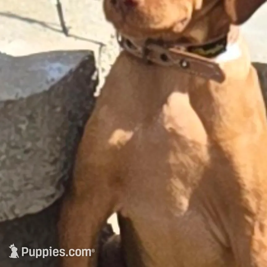Male #1 – Vizsla puppy for sale in Roanoke, VA