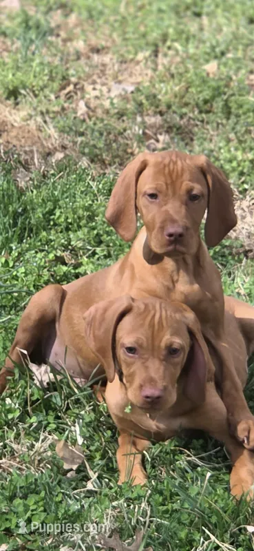 Male #1 – Vizsla puppy for sale in Roanoke, VA