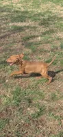Male #1, a male Vizsla for sale in Roanoke, VA – Photo 3 of 6