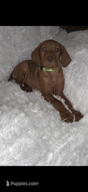 Male #1 – Vizsla puppy for sale in Roanoke, VA