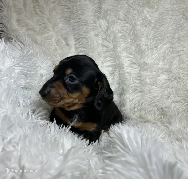 Little Bear – Miniature Dachshund puppy for sale in Roanoke, VA
