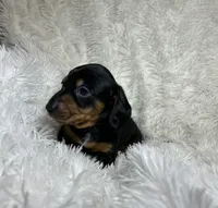 Little Bear, a male Miniature Dachshund for sale in Roanoke, VA – 8 of 9