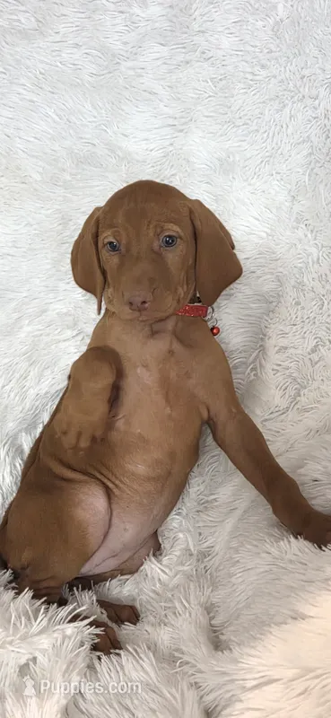 Female #1 – Vizsla puppy for sale in Roanoke, VA