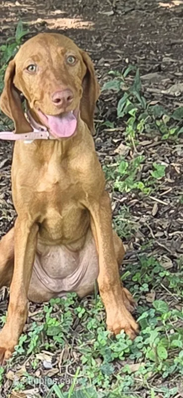 Little Ruby – Vizsla puppy for sale in Roanoke, VA