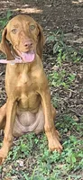 Little Ruby, a female Vizsla for sale in Roanoke, VA – 1 of 5