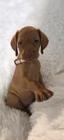 Cream collar girl, a female Vizsla for sale in Roanoke, VA – 3 of 5