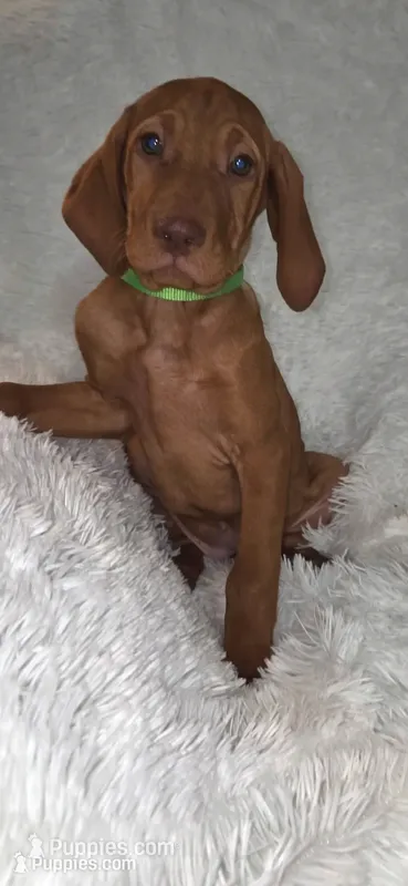 Male #1 – Vizsla puppy for sale in Roanoke, VA