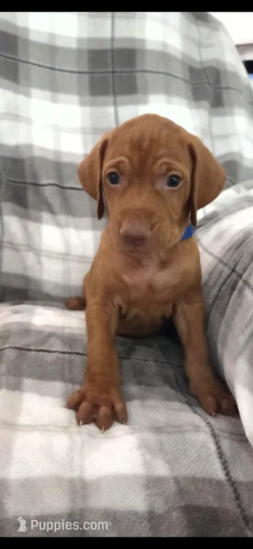 Male #3 – Vizsla puppy for sale in Roanoke, VA