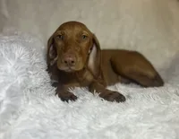 Little Ruby, a female Vizsla for sale in Roanoke, VA – 7 of 10