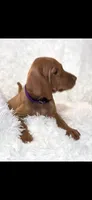 Purple collar little Georgia , a female Vizsla for sale in Roanoke, VA – 3 of 10