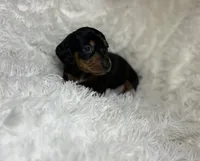Little Bear, a male Miniature Dachshund for sale in Roanoke, VA – 7 of 9