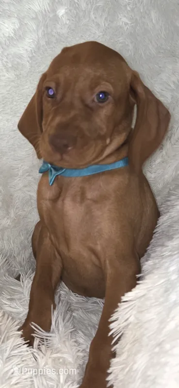 Little Harley – Vizsla puppy for sale in Roanoke, VA