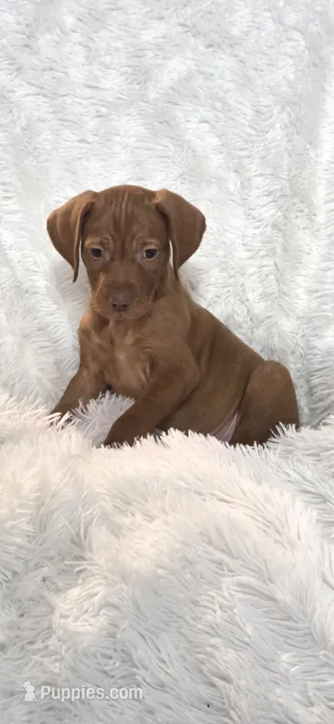 Male  – Vizsla puppy for sale in Roanoke, VA