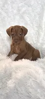 Male , a male Vizsla for sale in Roanoke, VA – 1 of 8