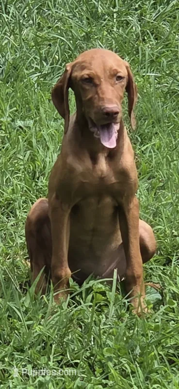 Little Ruby – Vizsla puppy for sale in Roanoke, VA