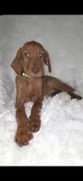 Male #1, a male Vizsla for sale in Roanoke, VA – 5 of 9