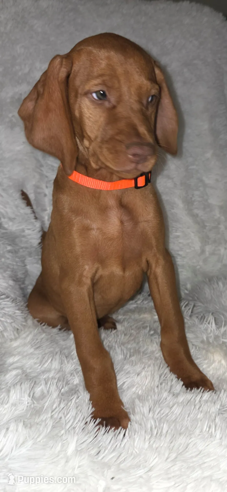 Orange collar , a female Vizsla for sale in Roanoke, VA – 1 of 8
