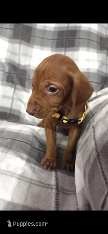 Female #3 – Vizsla puppy for sale in Roanoke, VA