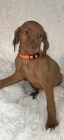 Orange collar , a female Vizsla for sale in Roanoke, VA – 5 of 8