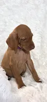 Purple collar little Georgia , a female Vizsla for sale in Roanoke, VA – 6 of 10