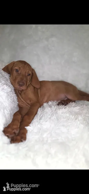 Male #1 – Vizsla puppy for sale in Roanoke, VA